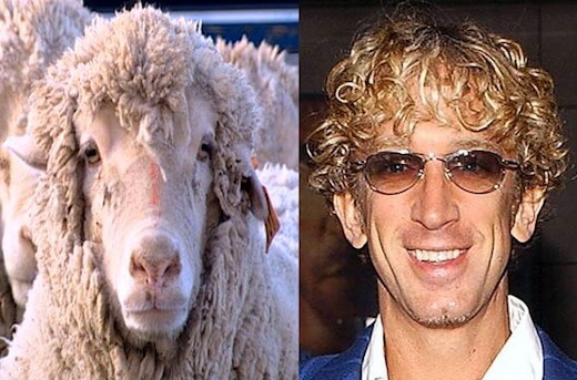 animals that look like celebrites 12