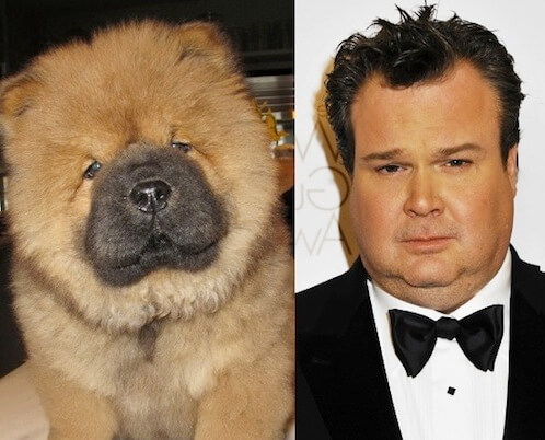 animals that look like celebrites 13