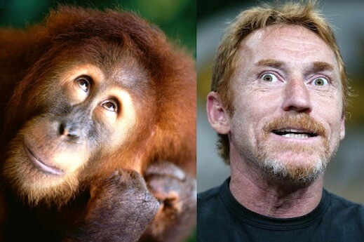 animals that look like celebrites 14