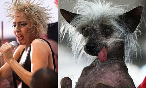 animals that look like celebrites 16