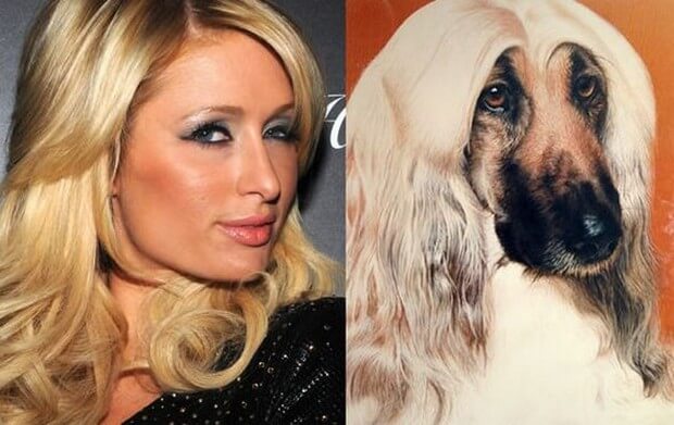 animals that look like celebrites 17