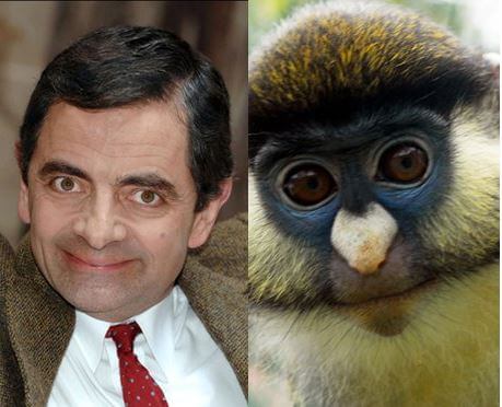 animals that look like celebrites 6