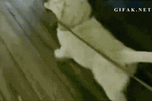 best gifs of month 2