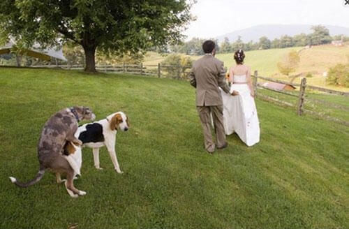 wtf wedding photos 22