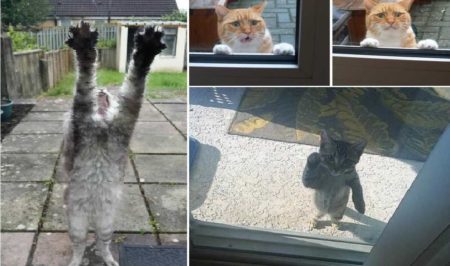 17 Cats That Don't Like To Stay Outside