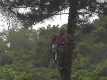 Tree Cutter Fail