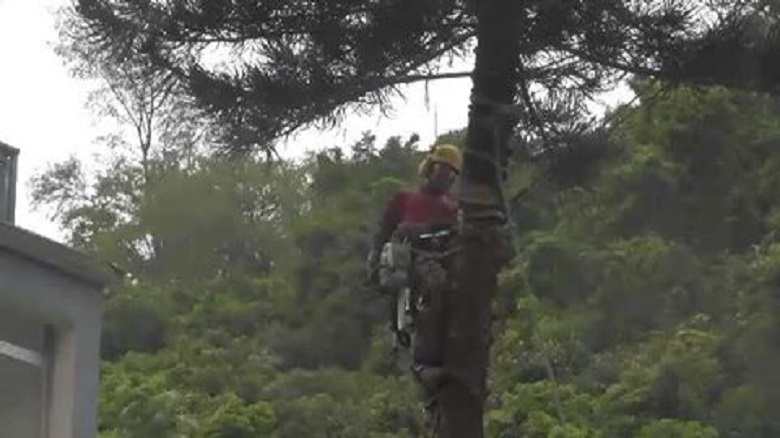 Tree Cutter Fail