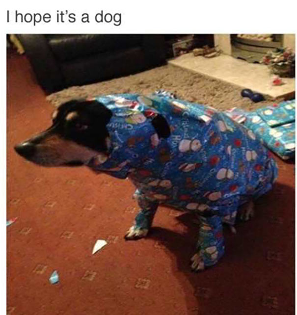 funny christmas photos 24