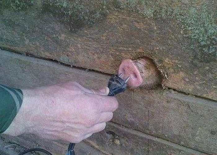 Weirdest Of The Weird 7